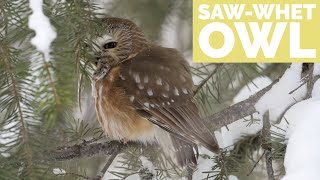 Photographing A SawWhet Owl with the help of a friend  Bird Photography in Jackson Hole [upl. by Mortie]