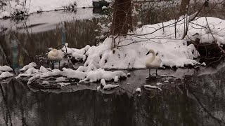 Animals Have a Snow Day at Nashville Zoo [upl. by Suiramed]