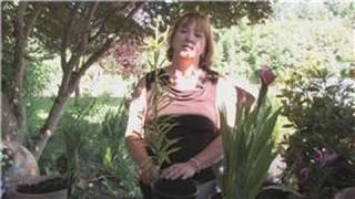 Flower Gardening  How to Grow Easter Lilies [upl. by Eldnar]