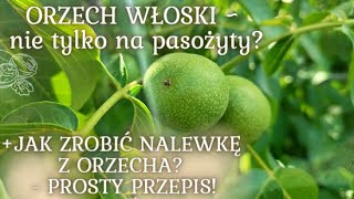 32 Domowa apteczka  ORZECH WŁOSKI NALEWKA Z ORZECHA prosty przepis i wiele więcej💚 [upl. by Dirrej481]