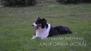 ♡Owczarek australijski aussieKalifornia Kora♡ Arlet5a [upl. by Niroht]