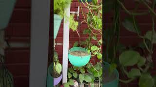 Hanging baskets ideas plants homedecor garden gardening hangingsucculents verticalgardening [upl. by Danas491]