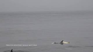 Albino Rissos Dolphin Calf Monterey Bay 6717 [upl. by Mackey]