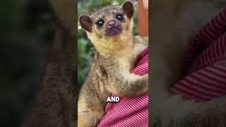 The Kinkajou The Adorable Night Owl of the Rainforest [upl. by Llehsram]