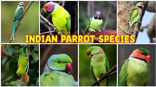 Indian parrots  12 Beautiful Species of Parakeets Found in India  Indian parrot species [upl. by Nerac742]