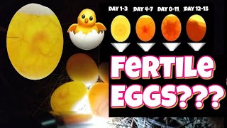 How to check if an egg is fertile and development stages egg candling [upl. by Anitneuq]