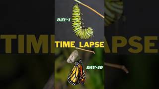 Time lapse of animals growing up facts animals top5peakpursuits [upl. by Ennaj232]