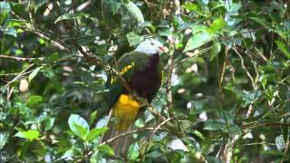 Wompoo FruitDove [upl. by Eidas]