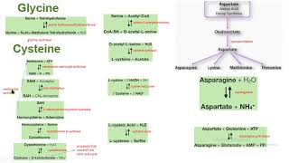 serina glicina cisteina aspartato asparagina síntesis biochemistry bioquímica [upl. by Asyral]