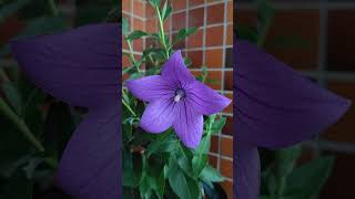 キキョウ アストラが開花した。 20240613 桔梗 ききょうは、夏もあけぼのの時間帯が美しい。Balloon flower Astra Blue Platycodon grandiflorus [upl. by Jessamyn]