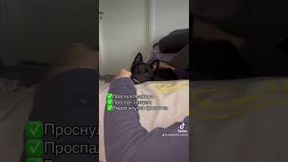 schipperke собака шипперке собаки [upl. by Magnum]