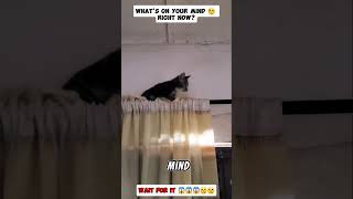 Cat 🐈 😱😱😱😱 cat catmother shorts fypシ゚viral catlover usa viralvideo [upl. by Varian]