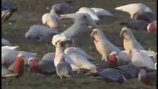 Cockatoos foraging in the wild [upl. by Merilyn]