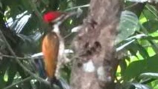 Woodpecker bird in action  Maramkothi bird [upl. by Valentin]