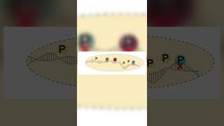 Chromatin Immunoprecipitation Assay ChIP [upl. by Pavior134]