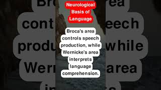 Neurological Basis of Language [upl. by Xuaeb]