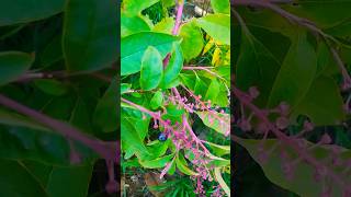 According to my app This is Pokeweed Dangerous plant Dont eat esp the root [upl. by Dott882]