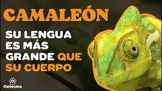 CAMALEÓN 9 Curiosidades [upl. by Chernow]