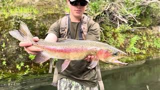 Fly Fishing Small Stream For Big TroutNew Zealand [upl. by Adalia672]