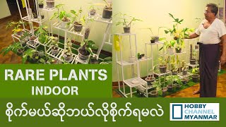 how to rare plants ကို indoor ဘယ်လိုစိုက်မလဲ [upl. by Evod]