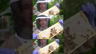 How do bees make Honey [upl. by Tucker]