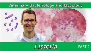 Listeria Part 2  Veterinary Bacteriology and Mycology [upl. by Phalan132]