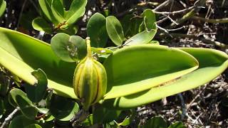 Brazilian Orchids Part 3 Cattleya guttata [upl. by Jewelle52]