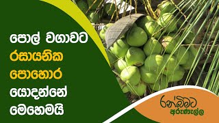 පොල් වගාවට රසායනික පොහොර යොදන්නේ මෙහෙමයි  Organic Fertilizer for Coconut Tree  රන් බිමට අරුණැල්ල [upl. by Nolita540]