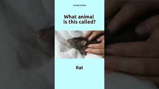 What is the cutest animal in the world 44 anilmals vocabs english dailyenglish zoo [upl. by Odele]