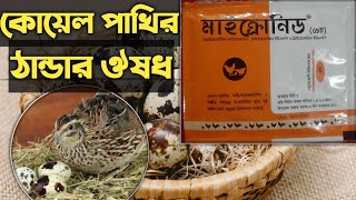 কোয়েল পাখির ঠান্ডার ঔষধ। koel pakhi medicine [upl. by Puto]