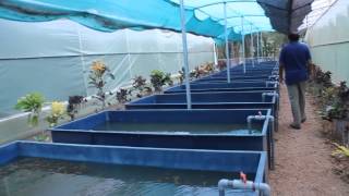 A Video Tour of The Still Water Aquatics Aquatic Plant Farm [upl. by Esom720]