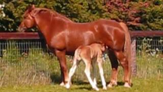 Suffolk Punch Horses and Foals [upl. by Drucie]