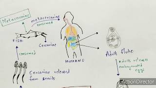 Metagonimiasis  Metagonimus yokogawai  Structure life cycle symptoms  Bio science [upl. by Addiel]