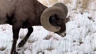 Bighorn Ram Grazing [upl. by Aisena576]