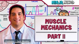 Musculoskeletal System  Muscle Mechanics  Multiple Motor Unit Summation [upl. by Assi]