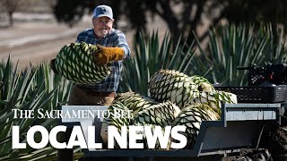 See How Agave Plants Are Harvested To Be Distilled Into Spirits At This Woodland Farm [upl. by Jordan]