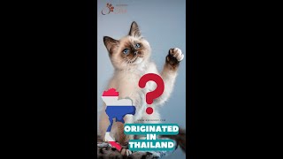 Siamese Cat Fact amp Personality  Siamese Cat History  Cats From Thailand short Shorts [upl. by Nosmirc]