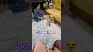 Cute Coco 😍 dog doglover labrador coco dog cute trending pets trend shortvideo dogshoes [upl. by Laryssa]