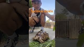 A little sprinkling of calcium on Swift Ts snacksulcatatortoise tortoise [upl. by Kylah]