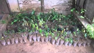 JohnJohn Plays Ngombi in Temple Ebando Bwiti harp [upl. by Haggi]