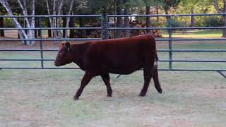 Lot  5 The Right Kind Female Sale 2024 Brandt Brothers Beef and Show Cattle [upl. by Standish228]