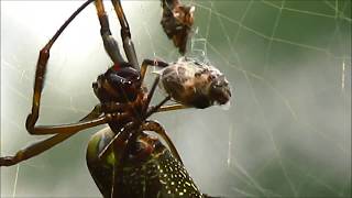 AranhafiodeouroGolden silk orb weaver spider Trichonephila clavipes [upl. by Nyrhtakyram]