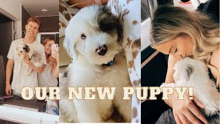 VLOG We got an 8 week old Sheepadoodle puppy [upl. by Anilatsyrc]