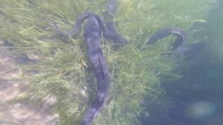 Eels in New ZelandWęgorze w Nowej Zelandii [upl. by Hultin]