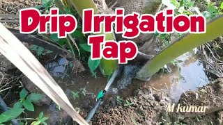 muddukumartn Drip Irrigation Coconut Tree Connector Tap [upl. by Einahteb]