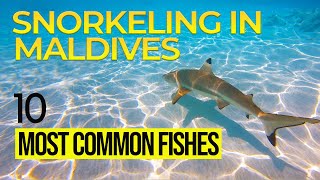 10 Common Fishes Youll Meet While Snorkeling in the Maldives 🐠 You will not believe their SECRETS [upl. by Irak182]