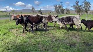 Dudgeon Cows amp Calves [upl. by Ordnasil]