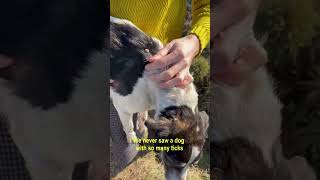 Poor Dog With Full Of Ticks Starving In The FieldSad Story [upl. by Higley900]