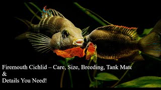 Firemouth Cichlid  Care Guide amp Species Profile  Part 2 [upl. by Eidnak]