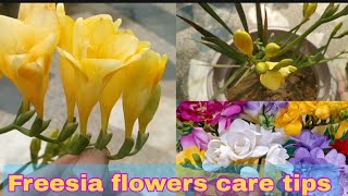 Freesia flower plant care n grow tipsfreesia freesiaflower freesiaplant [upl. by Enimsay380]